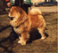 Шла по улице Восстания, задирая влажный нос, наша славная собака - Итакуни Балтик Топс!